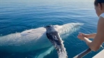 Best Spots For Whale Watching In Australia