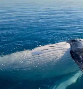 Best Spots For Whale Watching In Australia