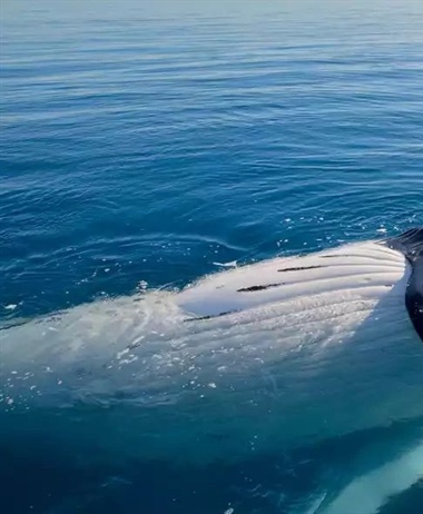 Best Spots For Whale Watching In Australia