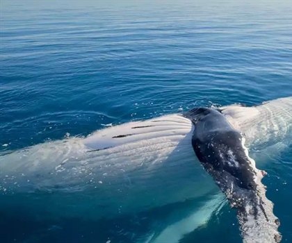 Best Spots For Whale Watching In Australia