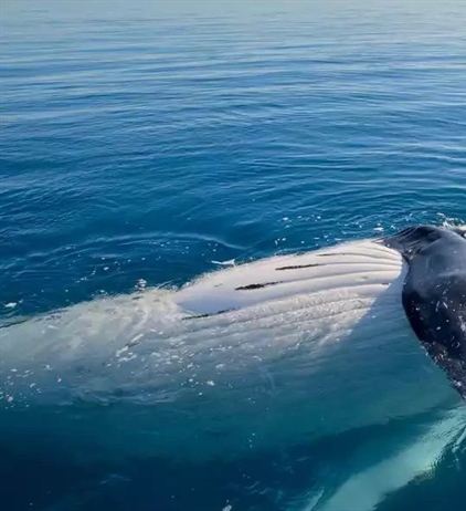 Best Spots For Whale Watching In Australia