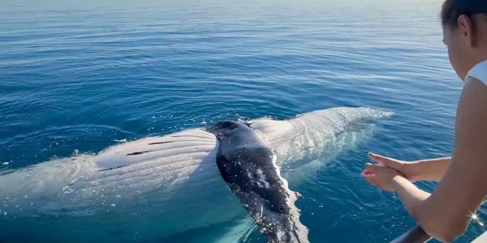 Best Spots For Whale Watching In Australia