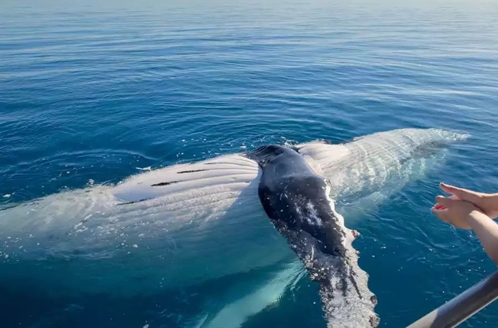 Best Spots For Whale Watching In Australia