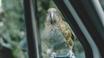 Where to see kea in New Zealand