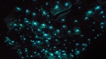 Where to see glowworms in New Zealand