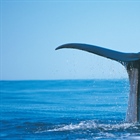 Where to See Blue Whales in Australia