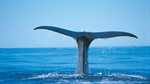 Where to See Blue Whales in Australia