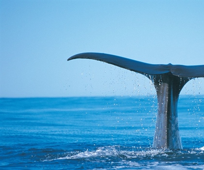 Where to See Blue Whales in Australia