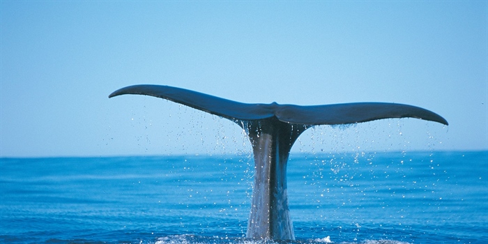 Where to See Blue Whales in Australia