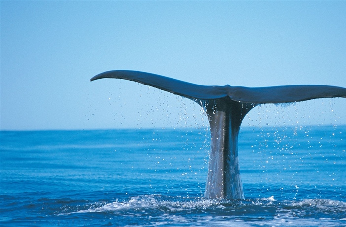 Where to See Blue Whales in Australia