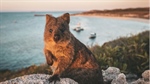 Where to See Quokkas