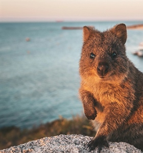 Where to See Quokkas