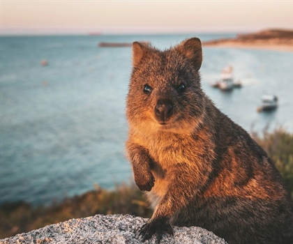 Where to See Quokkas