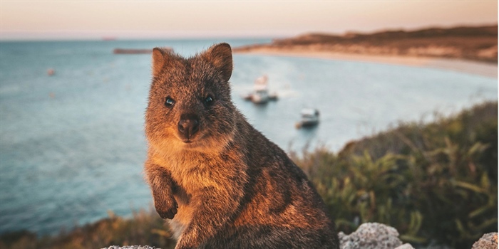 Where to See Quokkas