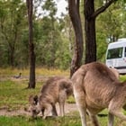 Where to See Kangaroos in Sydney