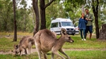 Where to See Kangaroos in Sydney