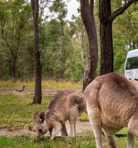 Where to See Kangaroos in Sydney