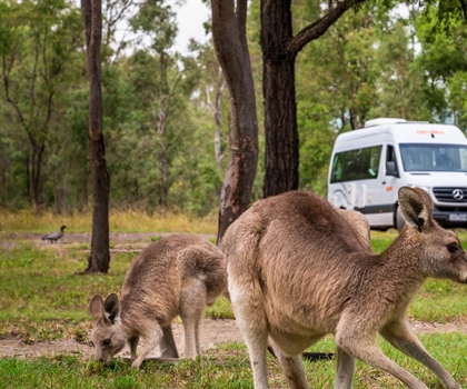 Where to See Kangaroos in Sydney