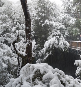 Where to See Snow in Tasmania