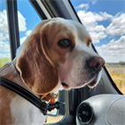 Top Tips for Taking Your Pet on a Campervan Road Trip