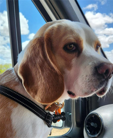 Top Tips for Taking Your Pet on a Campervan Road Trip